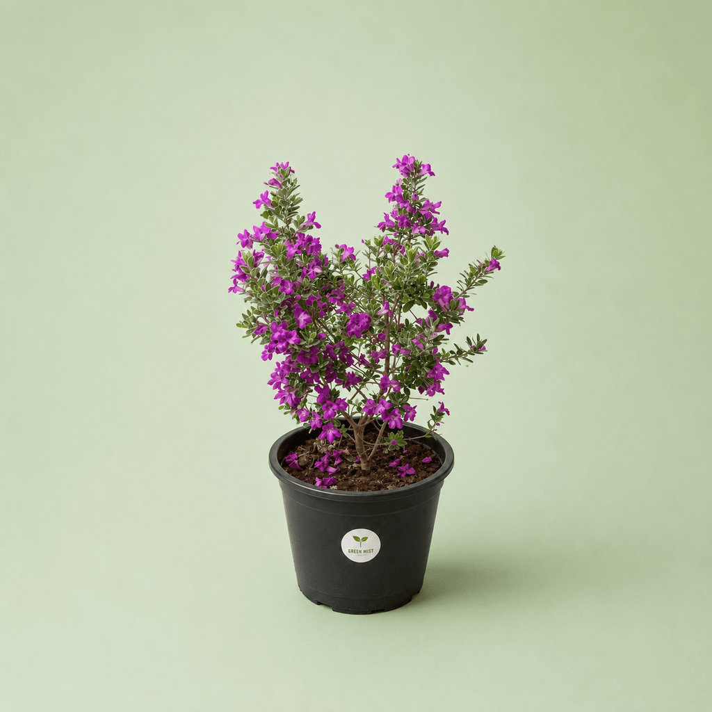 Leucophyllum - لكافيليام - Green Mist