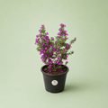 Leucophyllum - لكافيليام - Green Mist