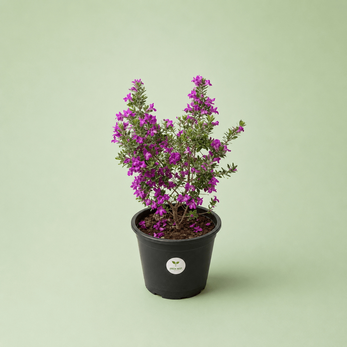 Leucophyllum - لكافيليام - Green Mist