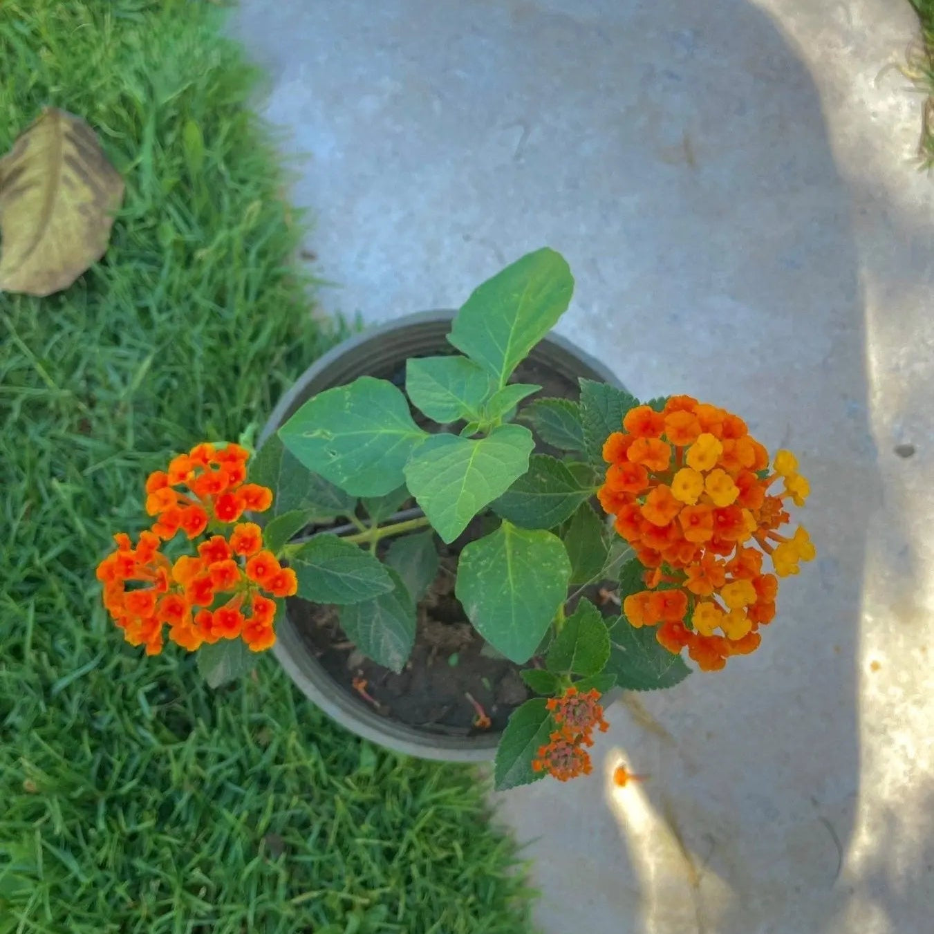 لنتانا - Green Mist