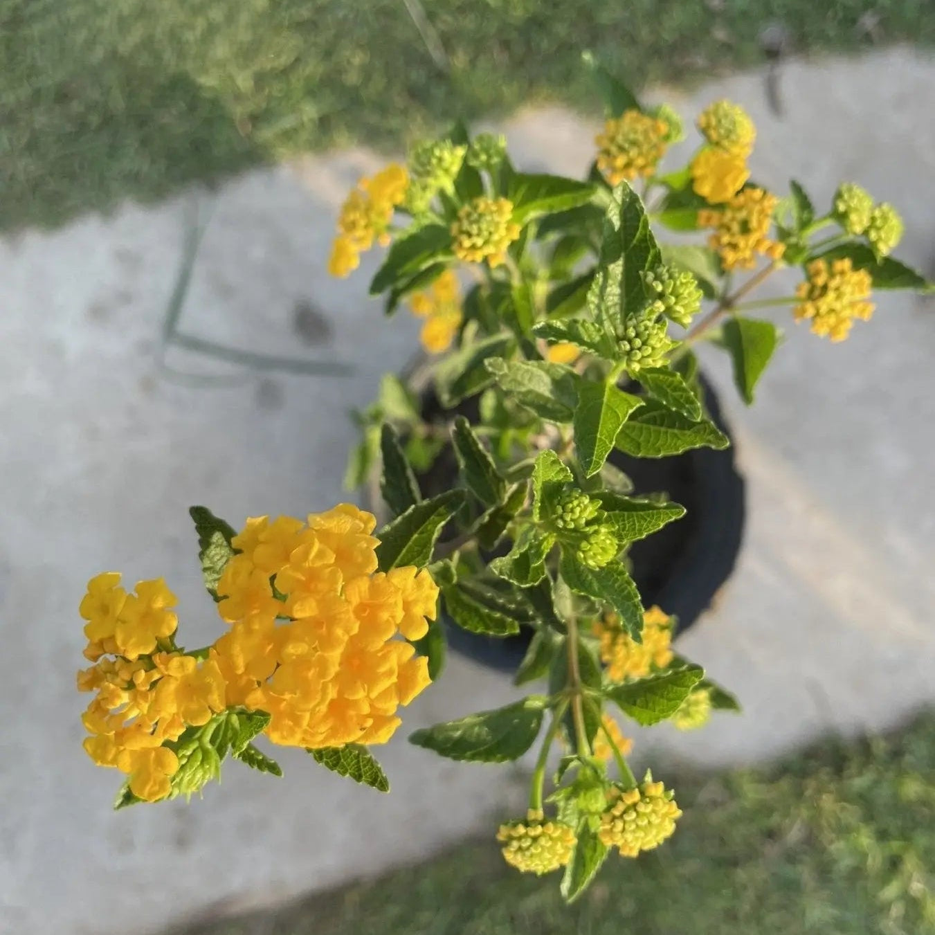 لنتانا - Green Mist