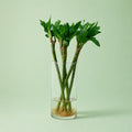 Lotus Bamboo - بامبو لوتس - Green Mist