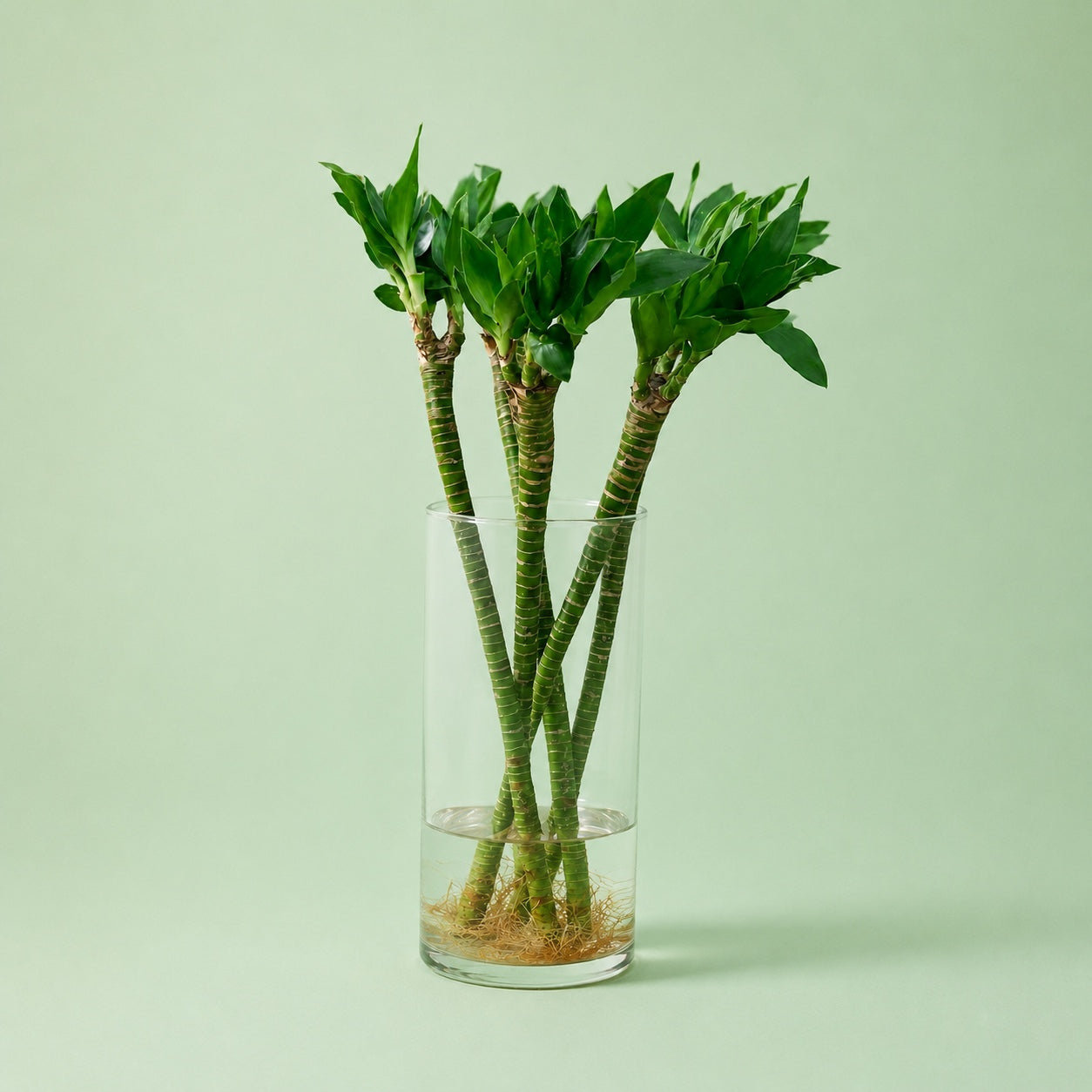 Lotus Bamboo - بامبو لوتس