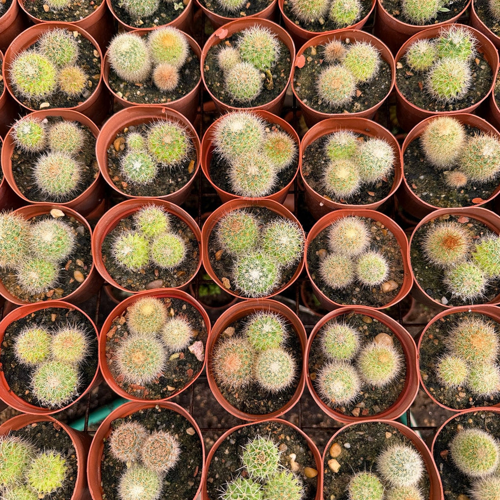 Mammillaria Cluster - Green Mist