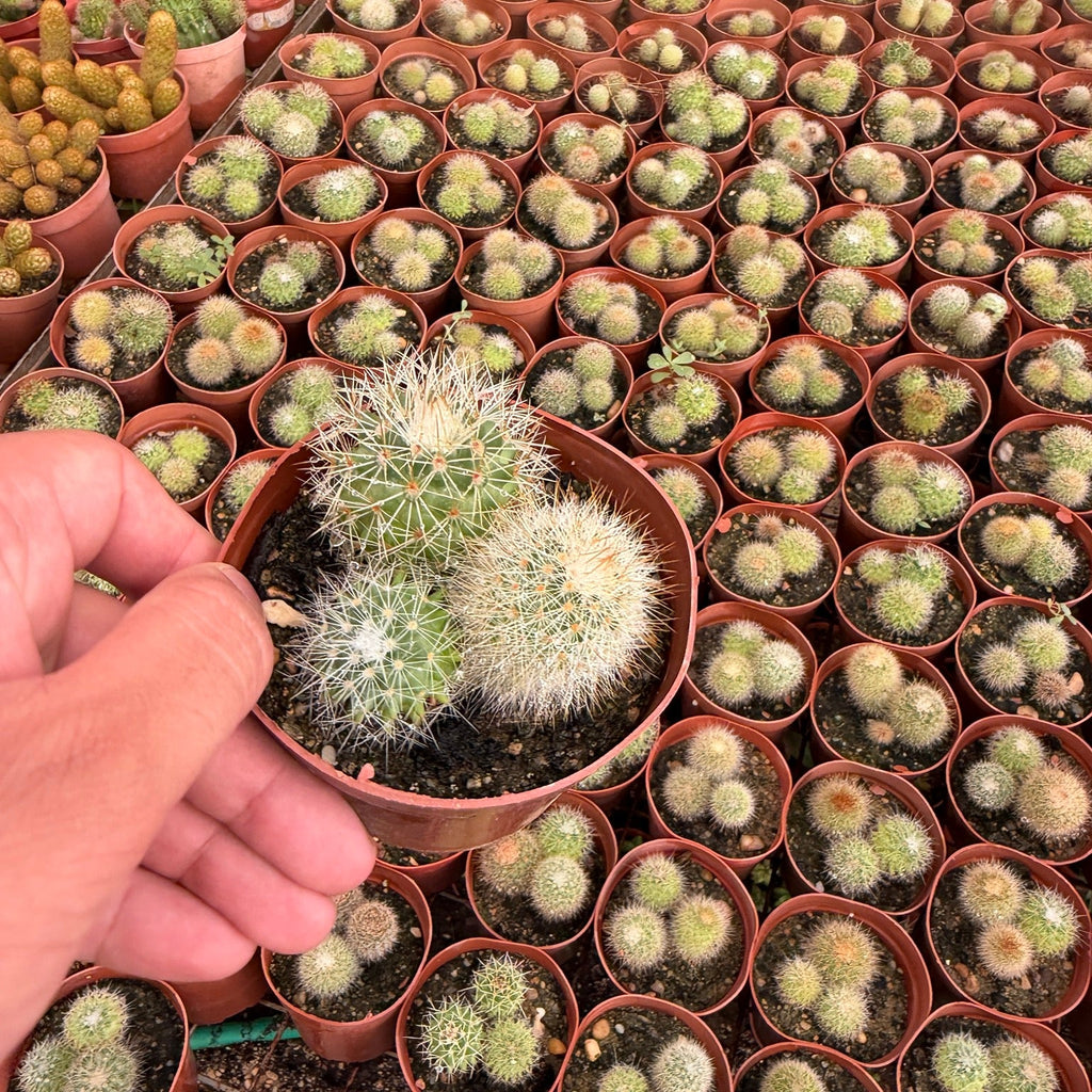 Mammillaria Cluster - Green Mist