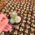 Mammillaria Cluster - Green Mist