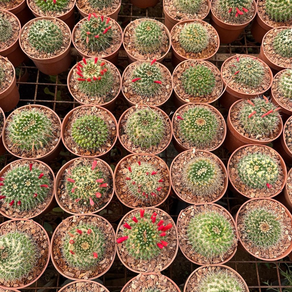 Mammillaria Red Fruit - Green Mist