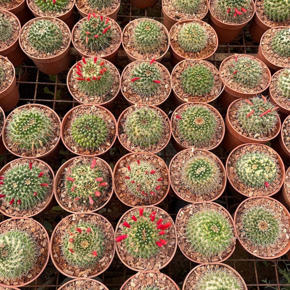Mammillaria Red Fruit - Green Mist