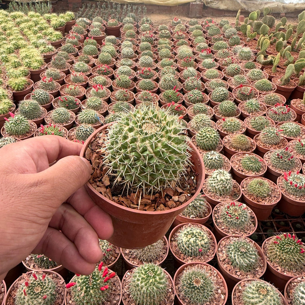 Mammillaria Red Fruit - Green Mist