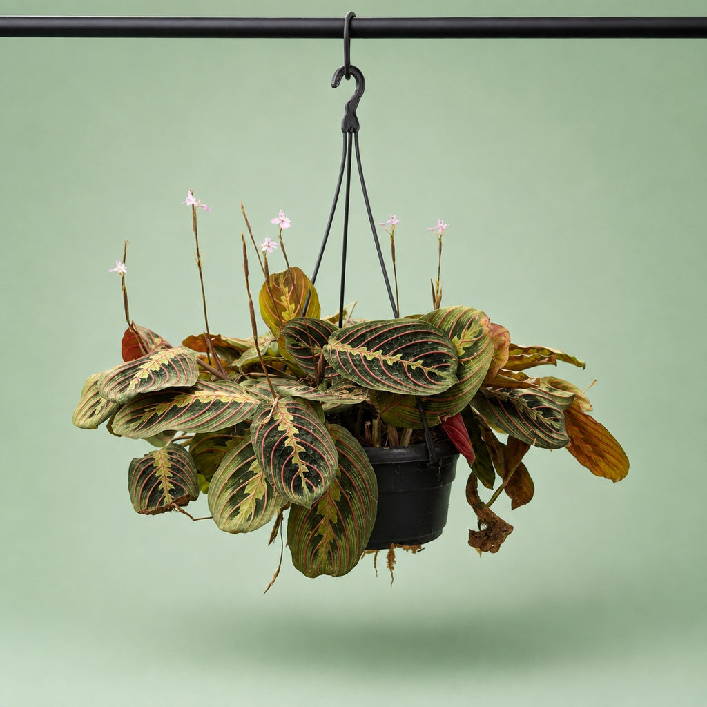Maranta Hanging - Green Mist