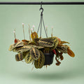 Maranta Hanging - Green Mist