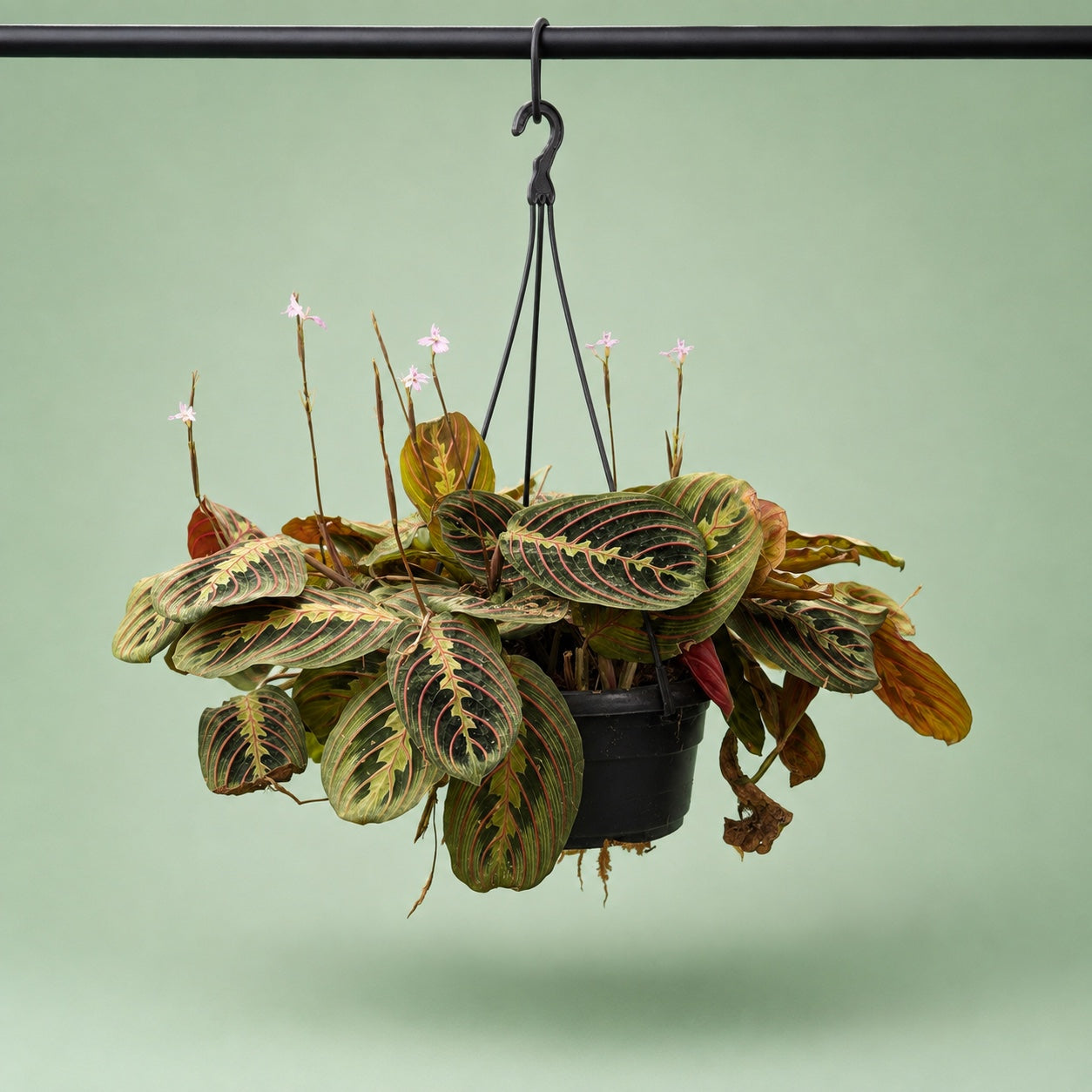 Maranta Hanging - Green Mist