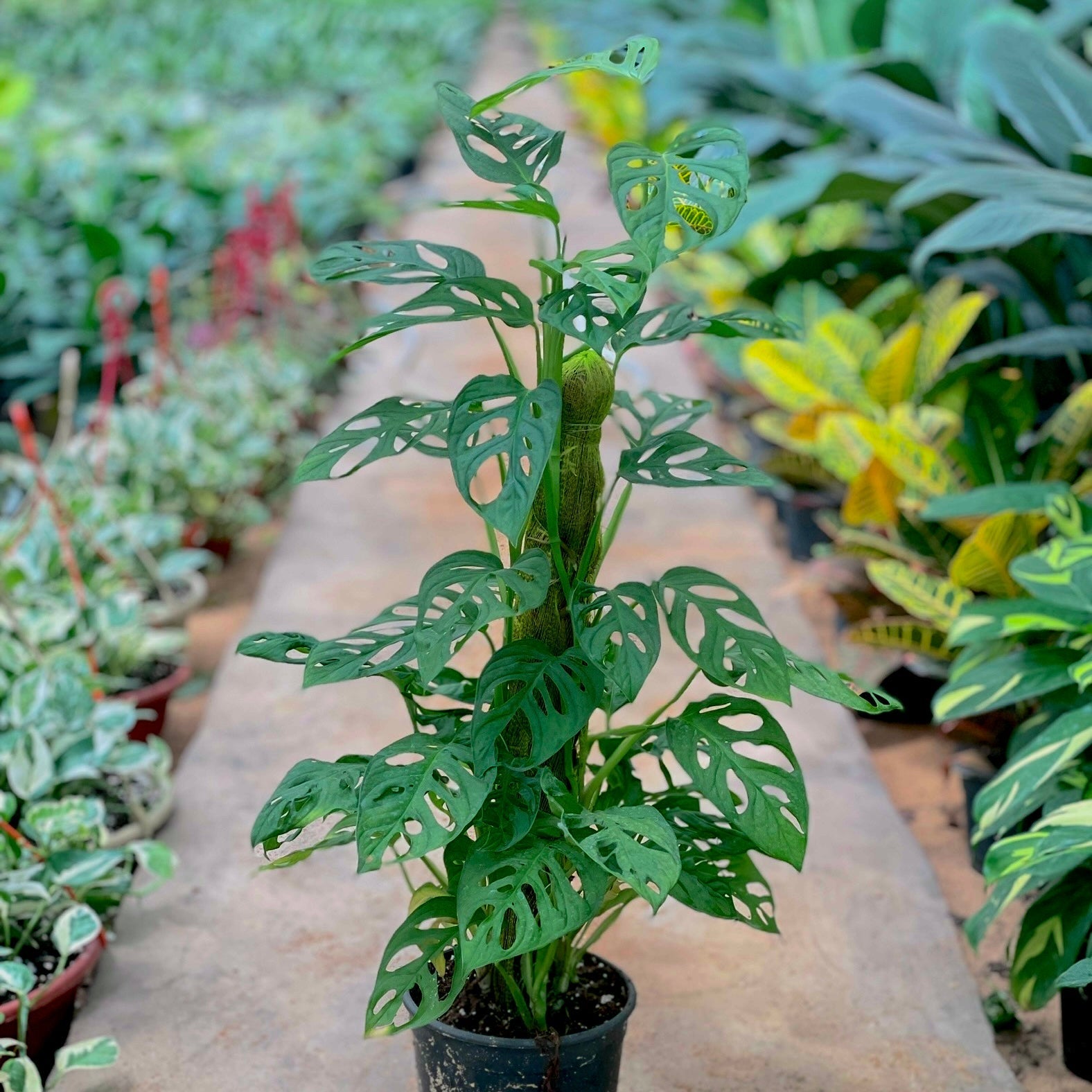 Monstera Adanson - مونستيرا - Green Mist