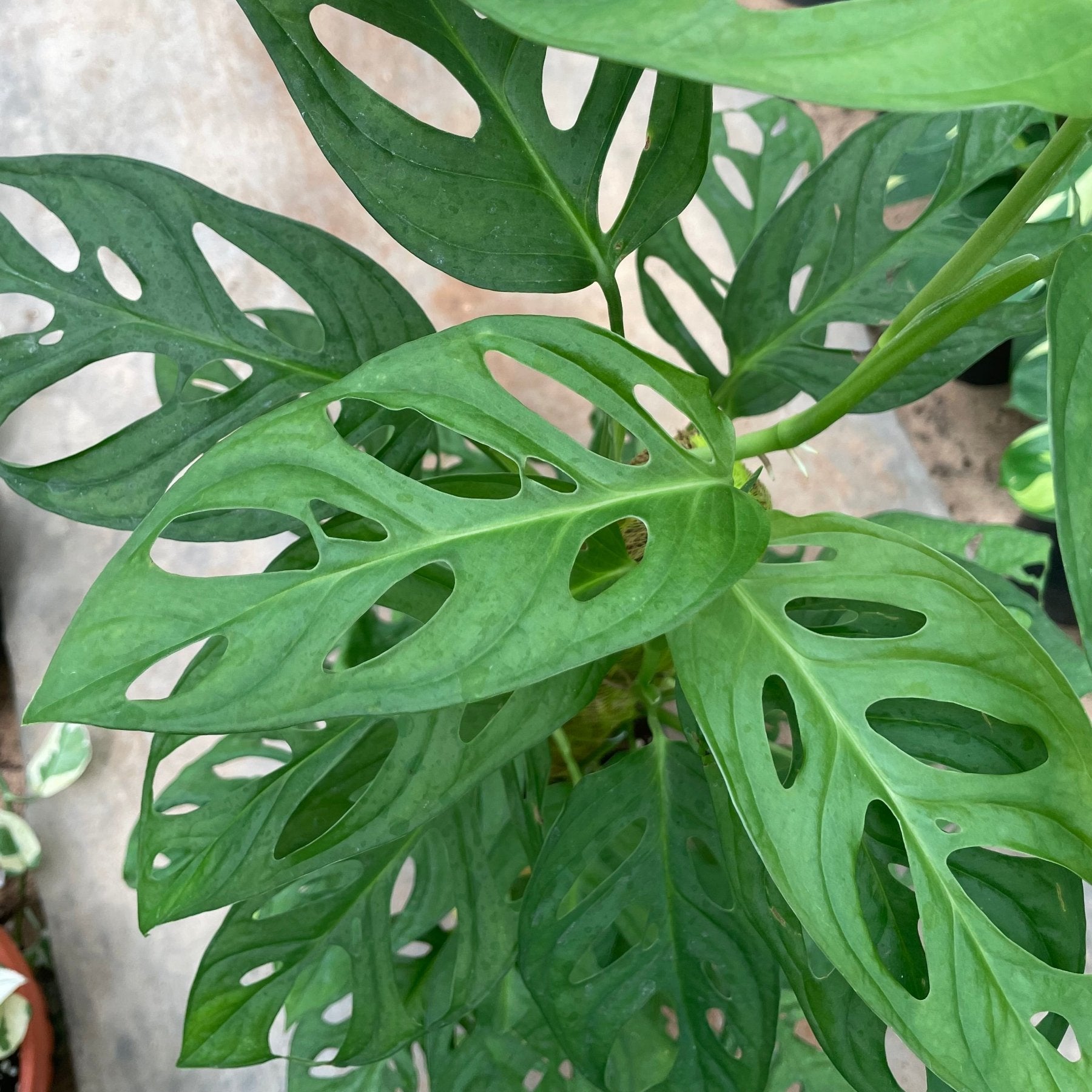 Monstera Adanson - مونستيرا - Green Mist