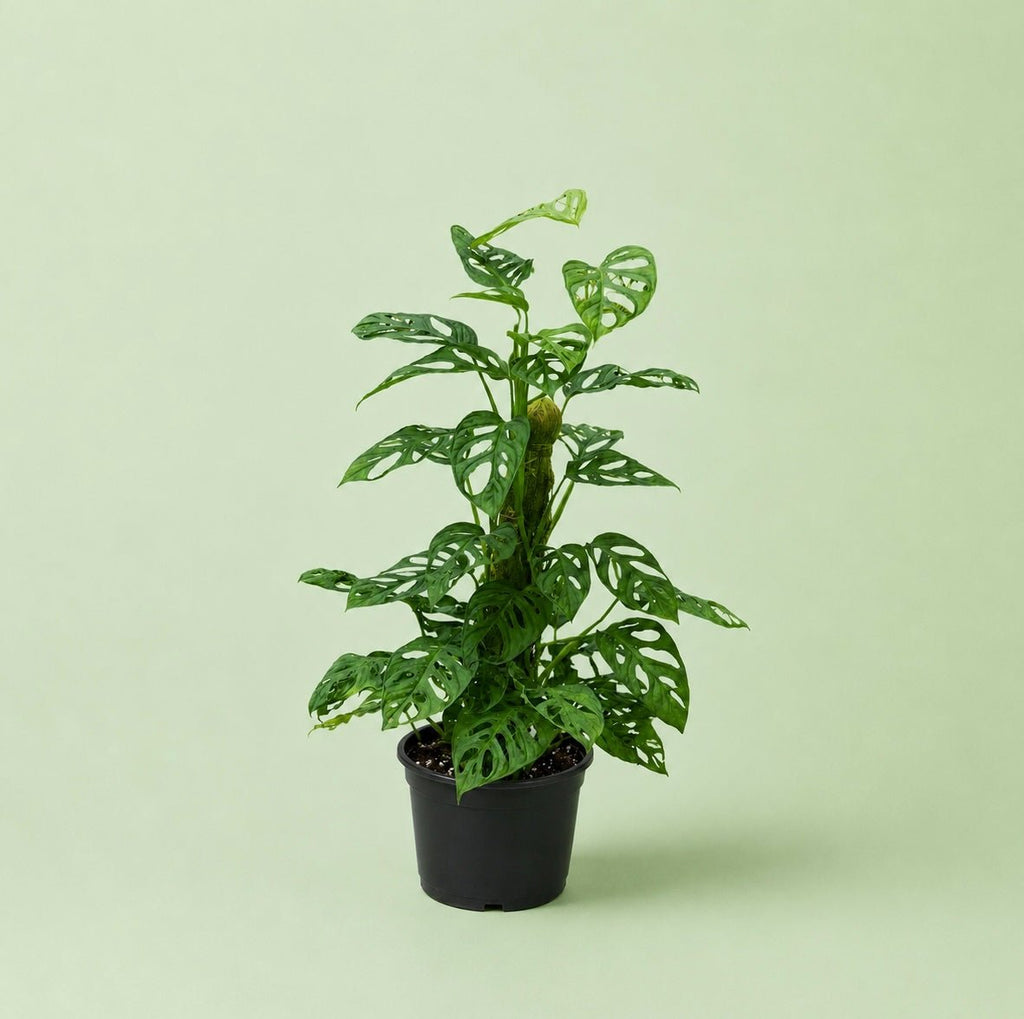 Monstera Adanson - مونستيرا - Green Mist