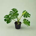 Monstera - مونستيرا - Green Mist