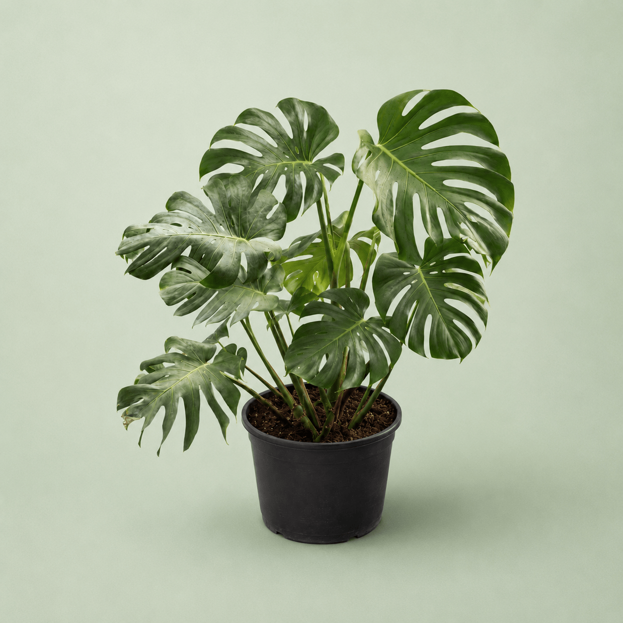 Monstera - مونستيرا - Green Mist