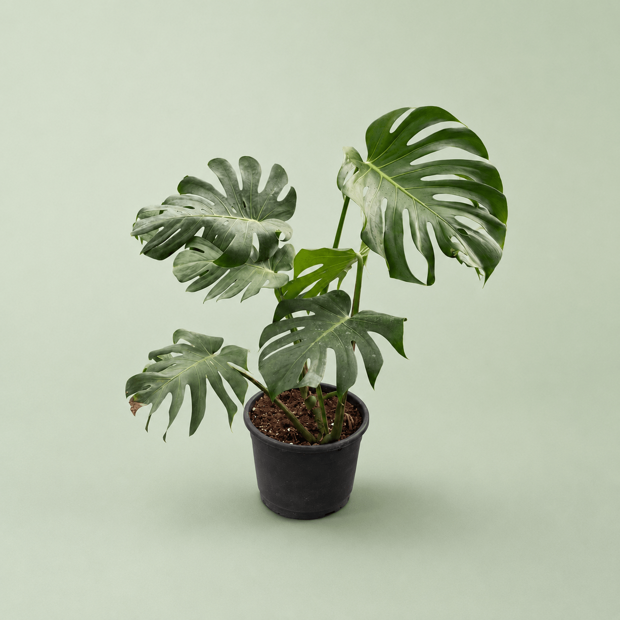 Monstera - مونستيرا - Green Mist