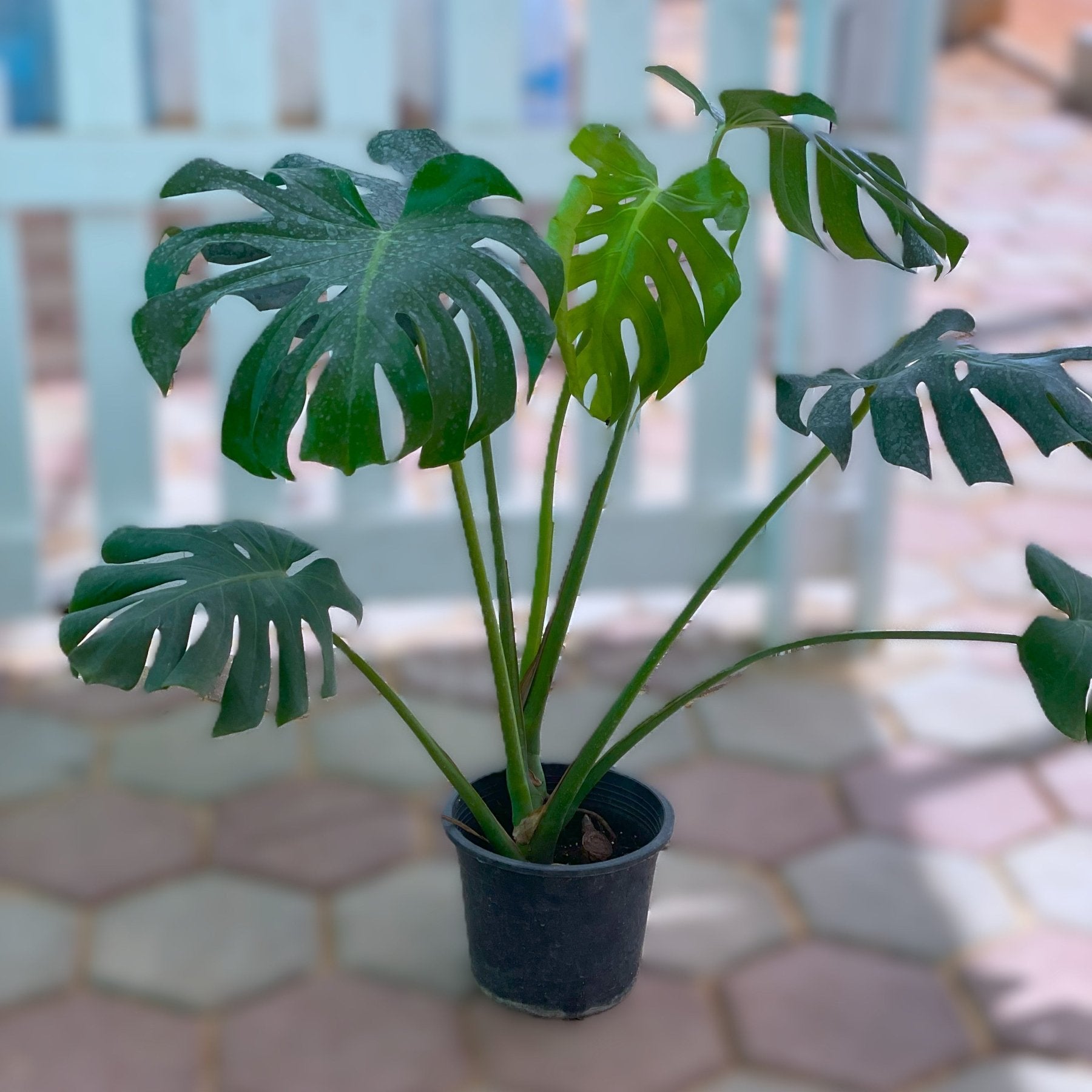 Monstera - مونسيترا - Green Mist