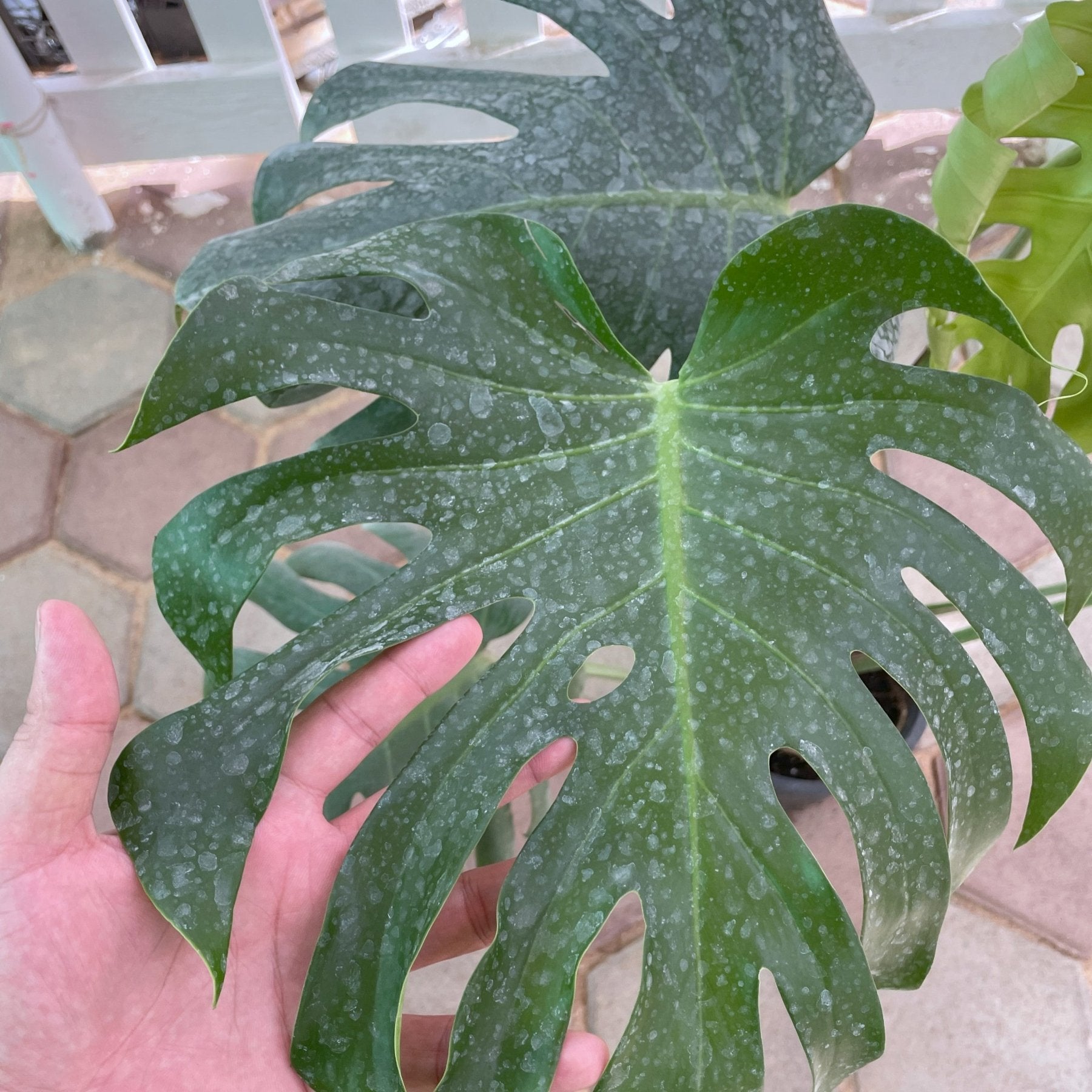 Monstera - مونسيترا - Green Mist