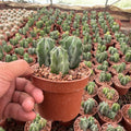 Monstrose Cactus - Green Mist