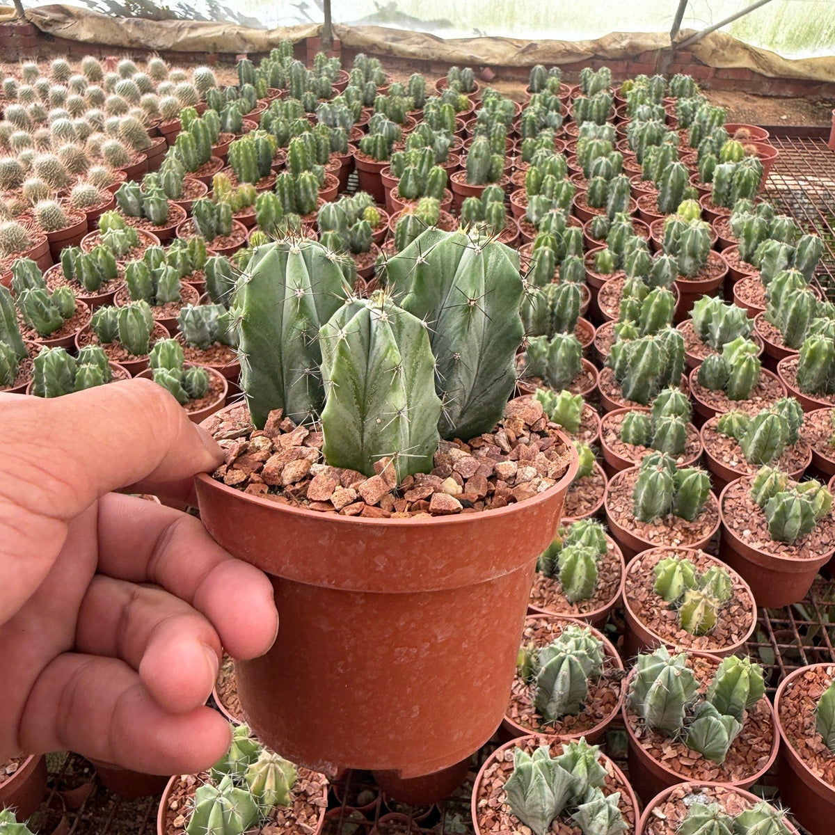 Monstrose Cactus - Green Mist