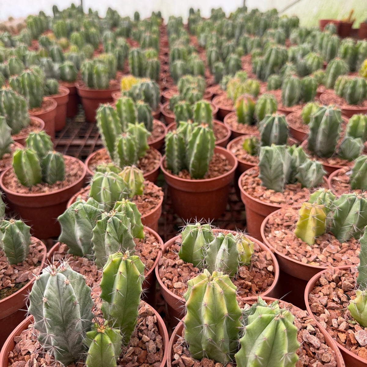 Monstrose Cactus - Green Mist