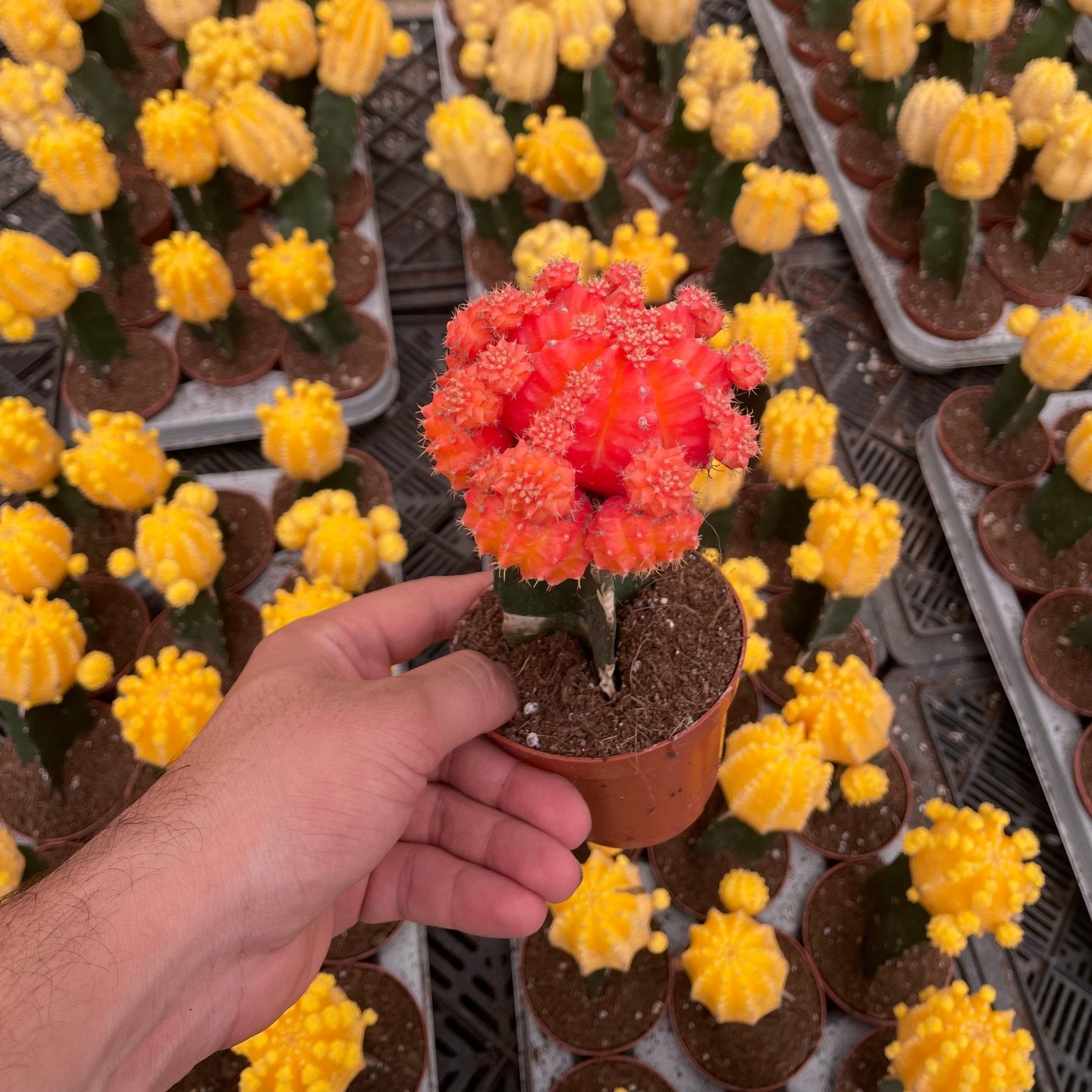Moon Cactus - صبار مطعوم - Green Mist