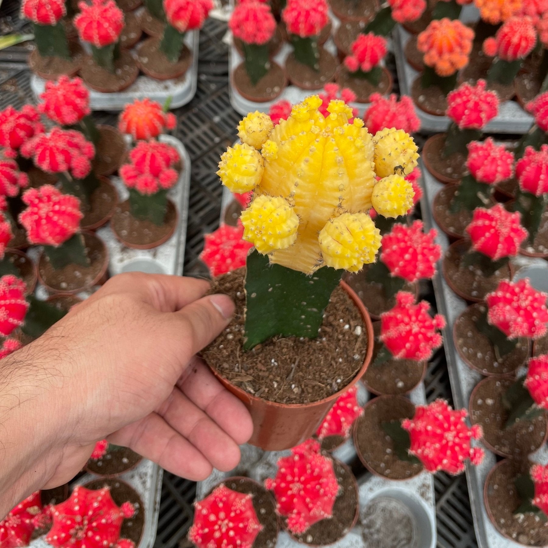 Moon Cactus - صبار مطعوم - Green Mist