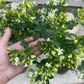 مورايا - Green Mist