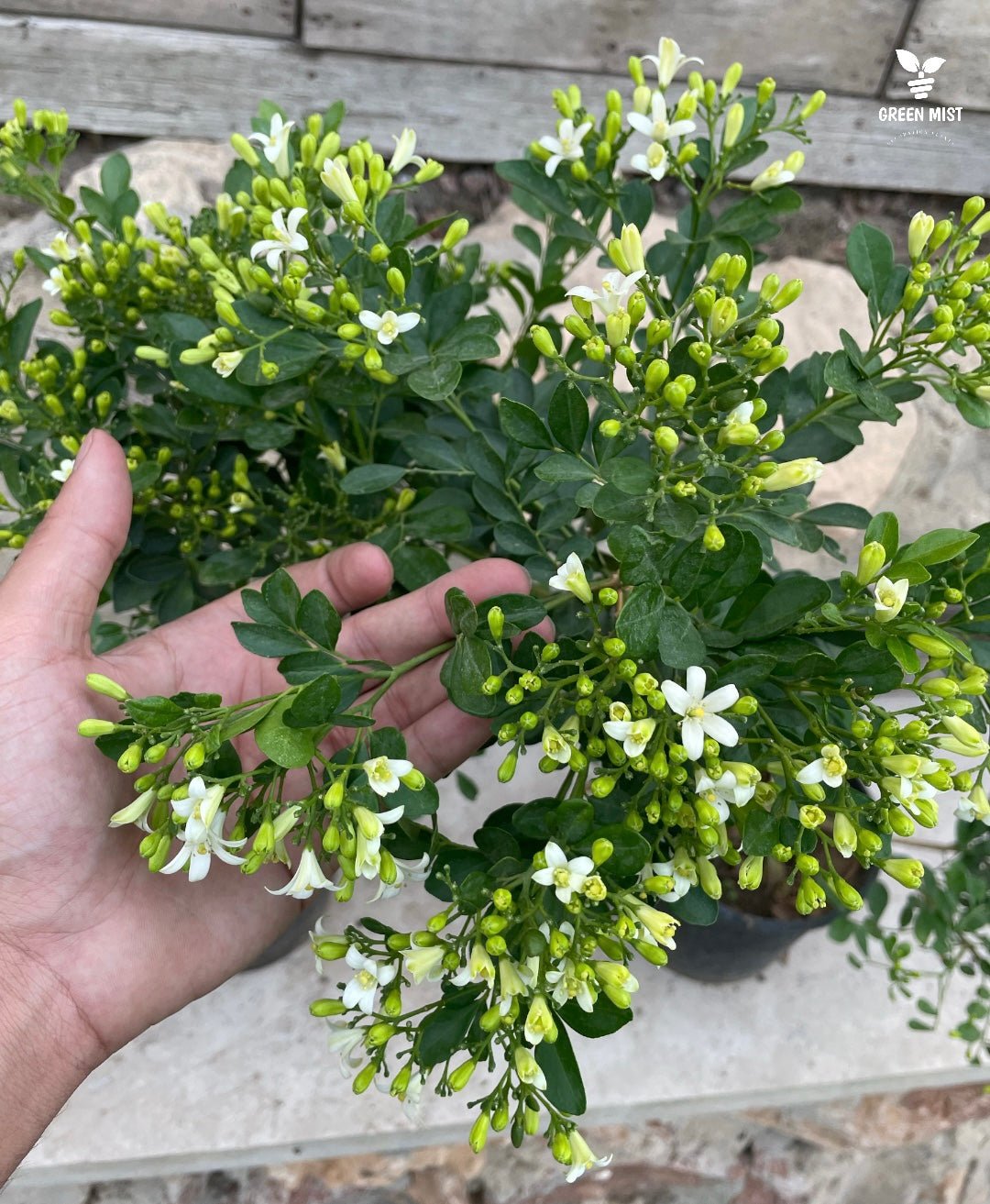 مورايا - Green Mist