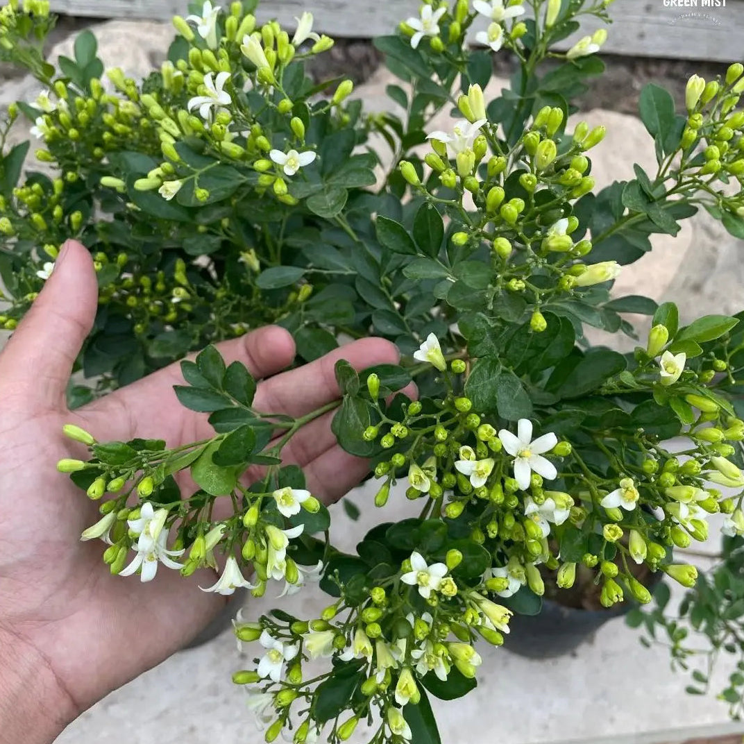 مورايا - Green Mist