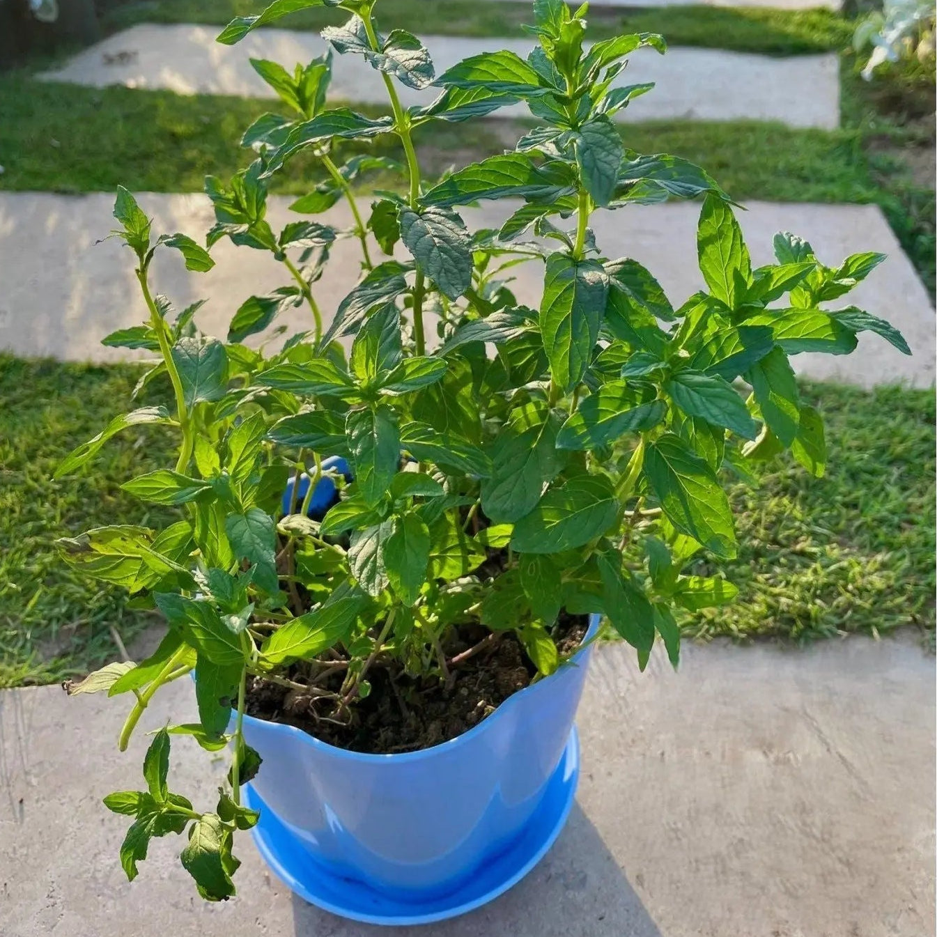 نعناع بلدي - Green Mist