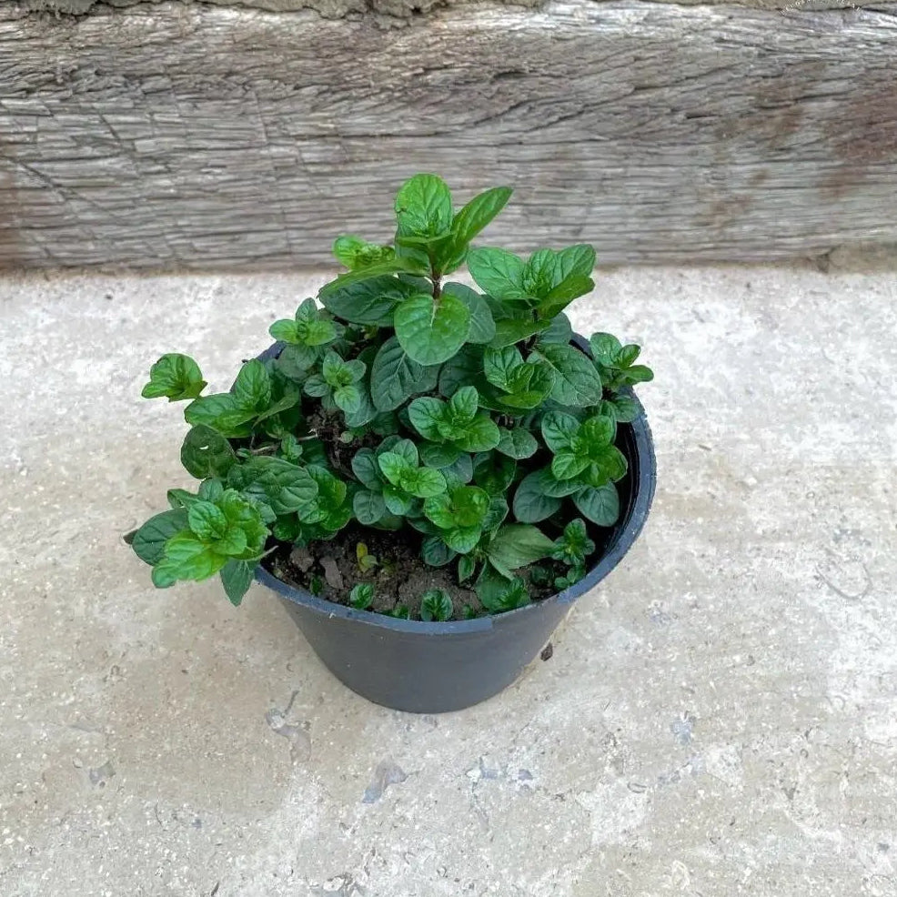 نعناع بلدي - Green Mist