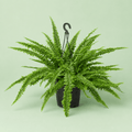 Nephrolepis Dentata - فوجير دانتل - Green Mist