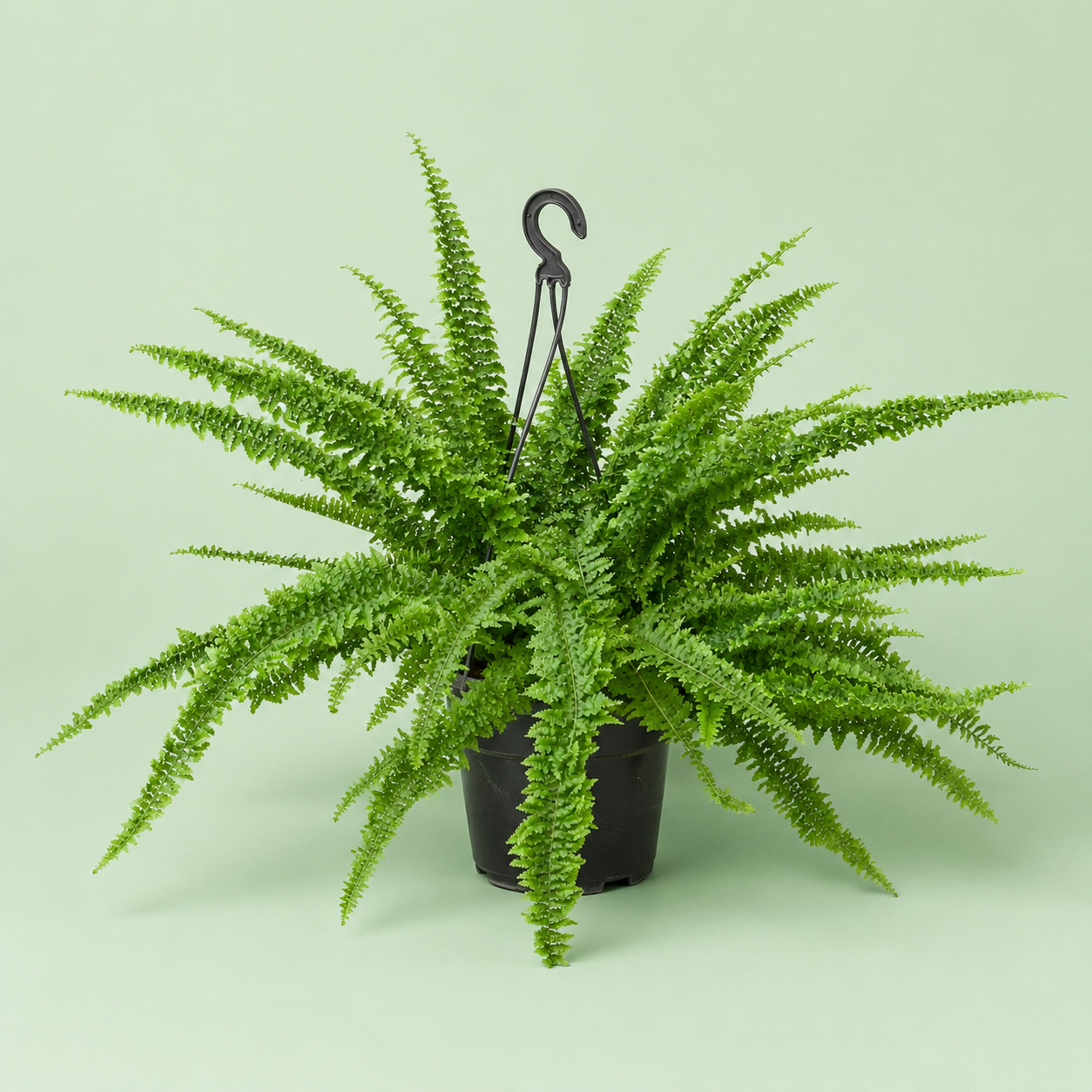 Nephrolepis Dentata plant - فوجير دانتل