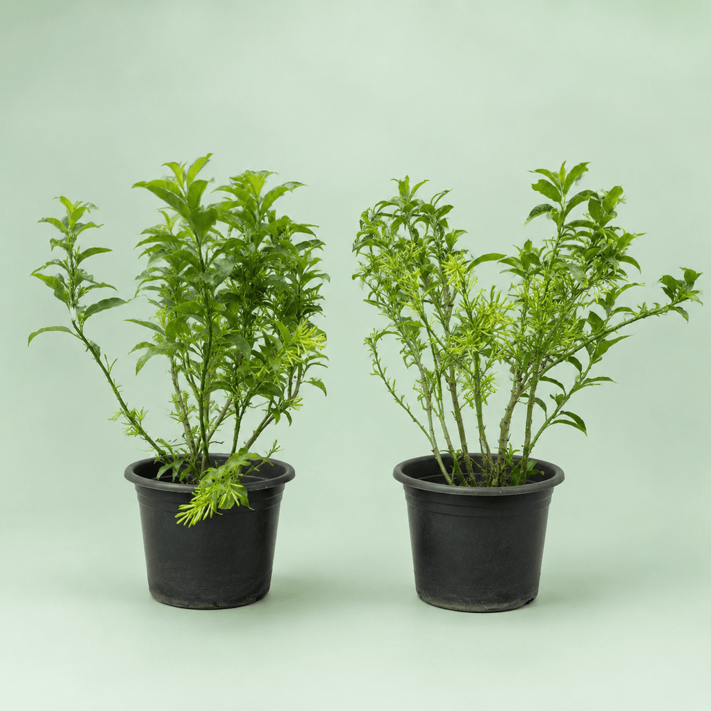 Night Jasmine - مسك الليل - Green Mist