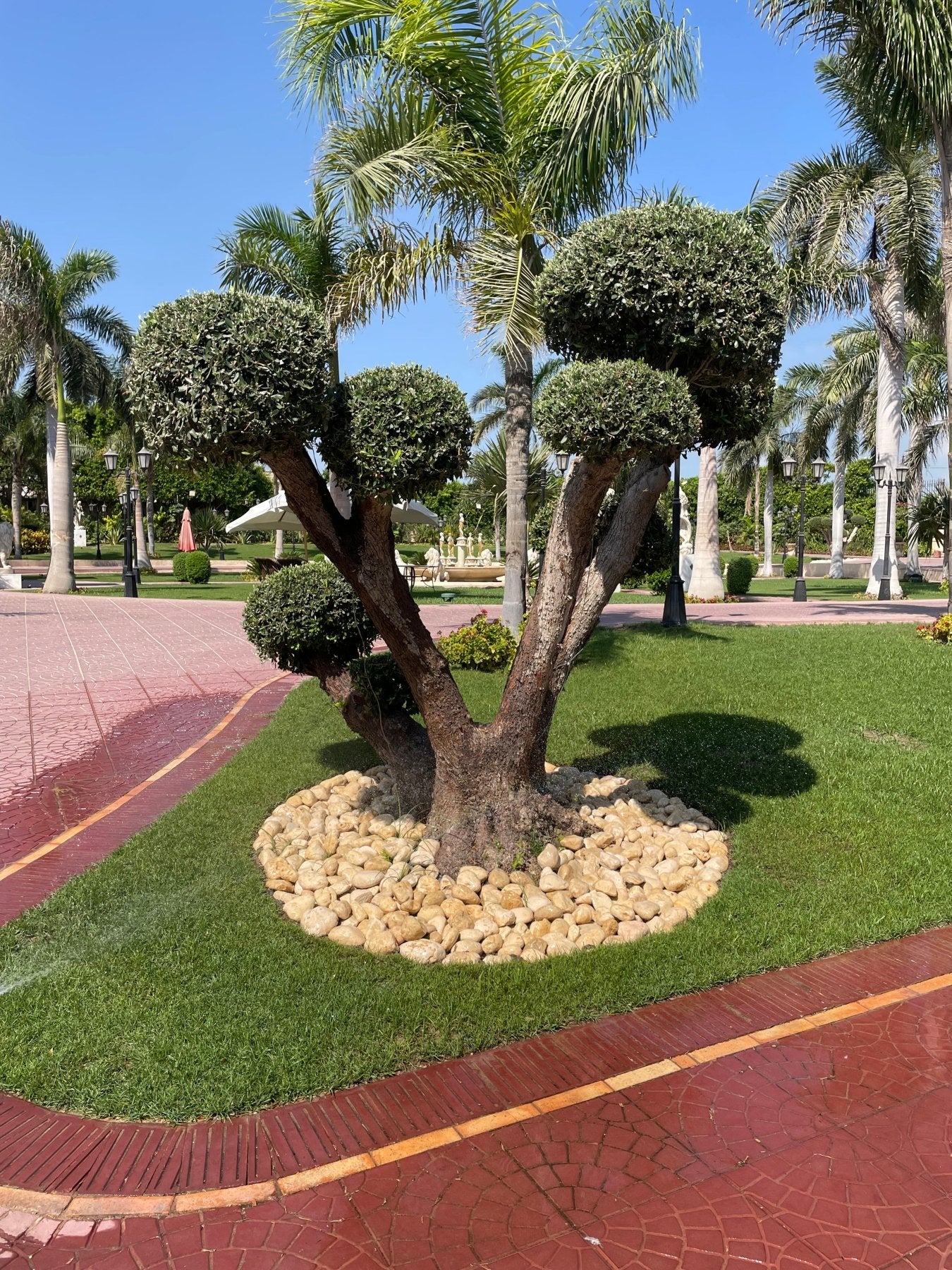 Olive Ancient Tree - Green Mist