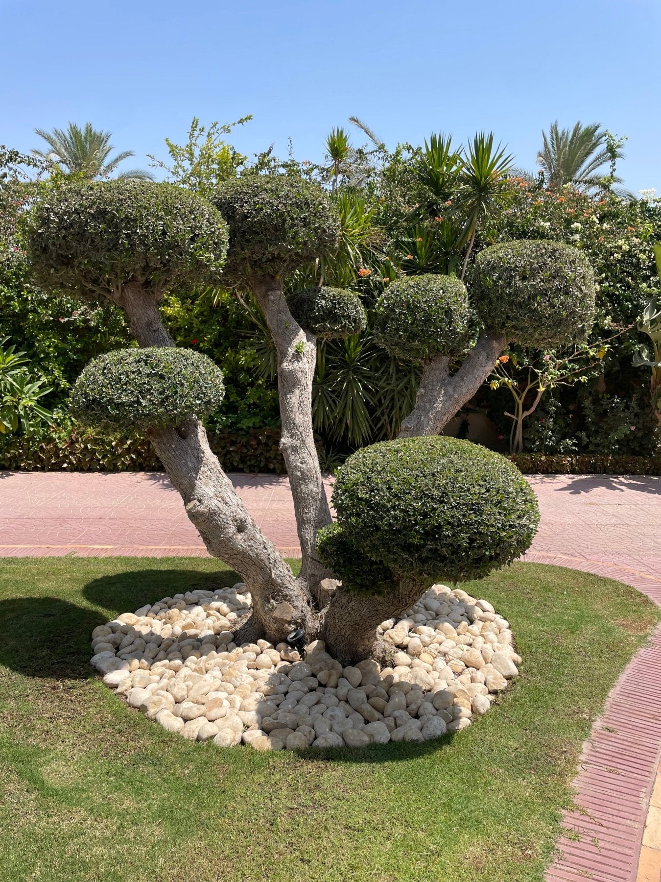 Olive Ancient Tree - Green Mist