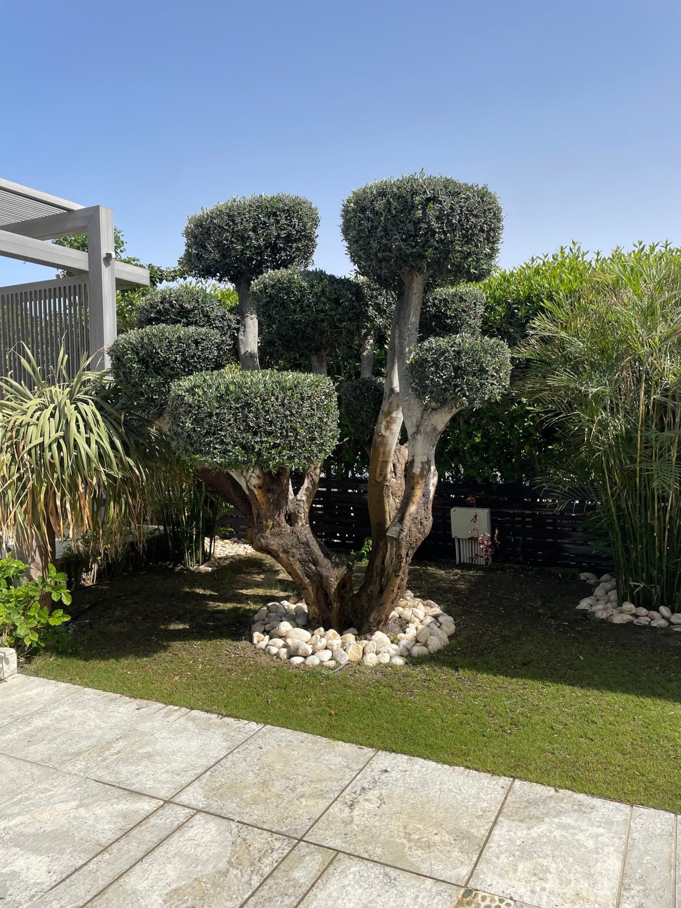 Olive Ancient Tree - Green Mist