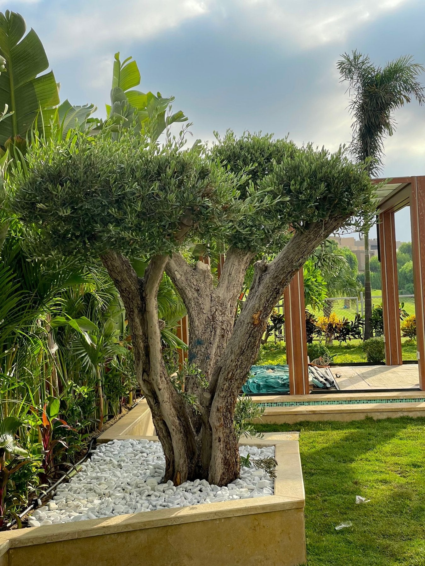 Olive Ancient Tree - Green Mist