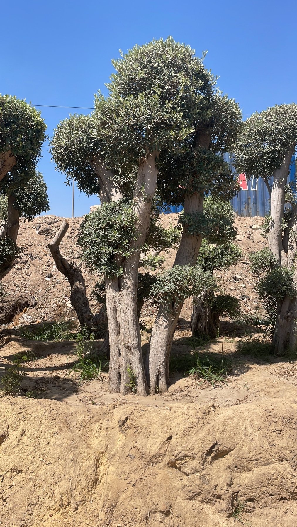 Olive Ancient Tree - Green Mist