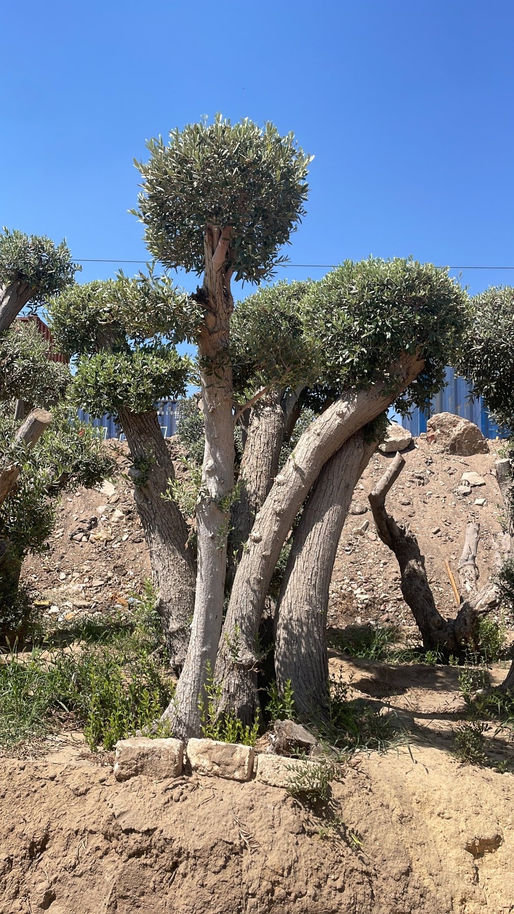 Olive Ancient Tree - Green Mist
