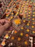 Orange Moon Cactus Local - Green Mist