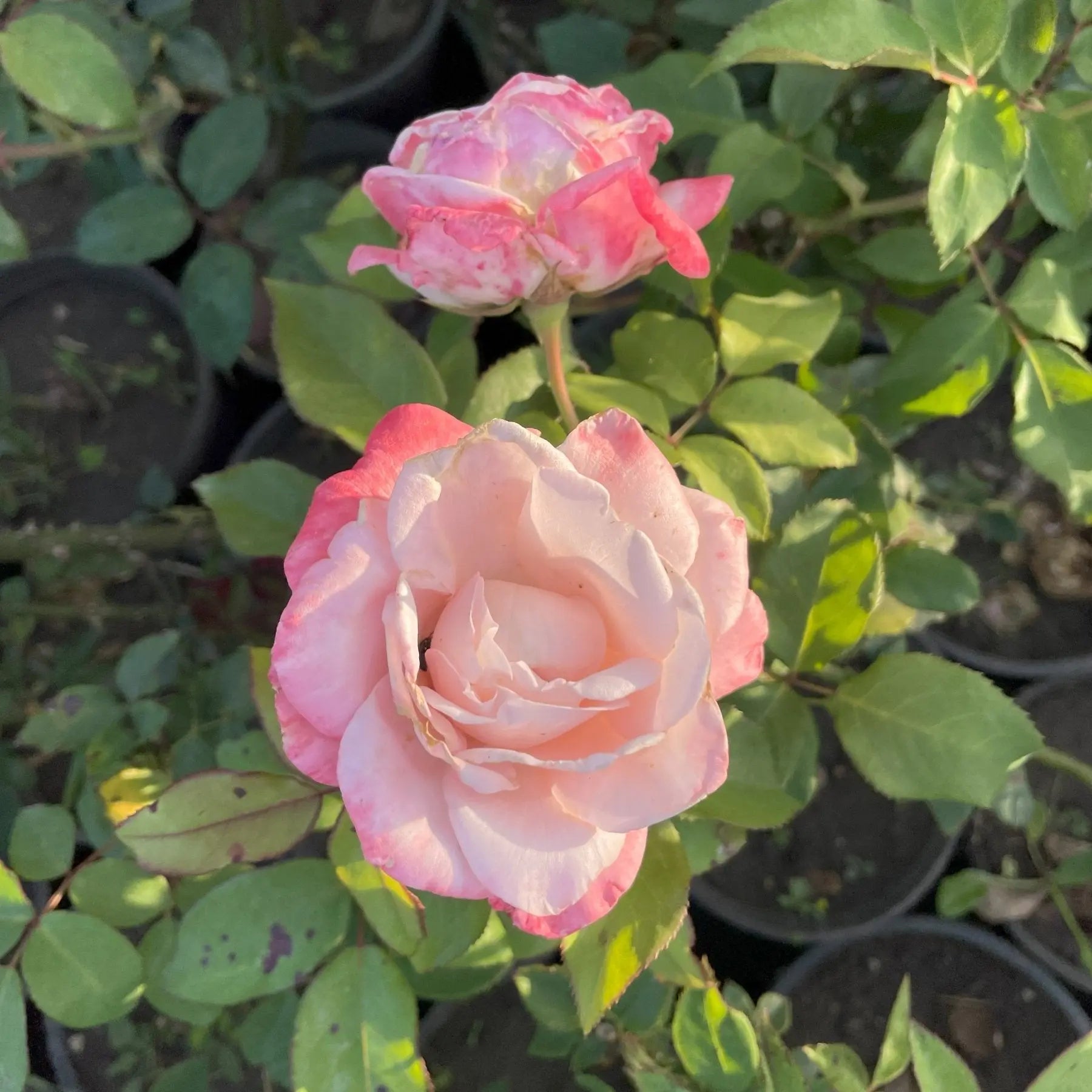 ورد بلدي - Green Mist