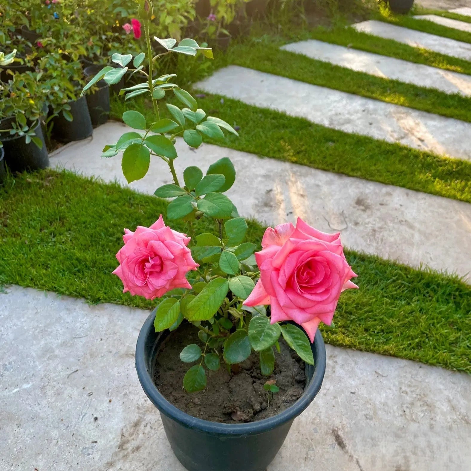 ورد بلدي - Green Mist