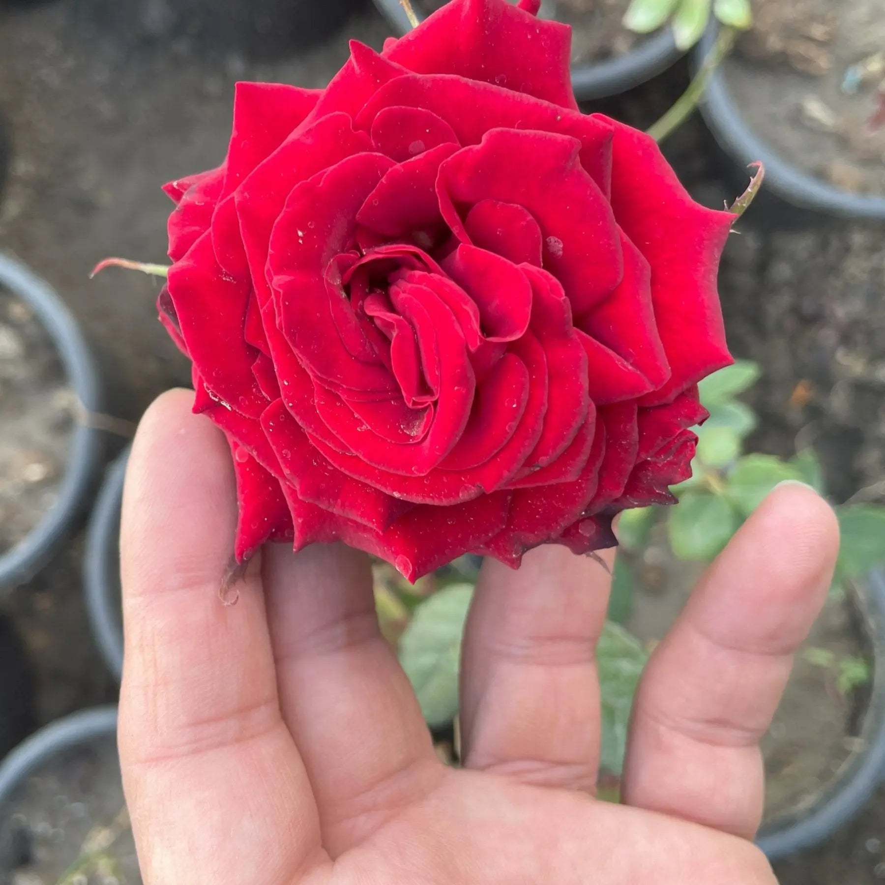 ورد بلدي - Green Mist