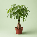 Pachira tree - شجرة باشيرا - Green Mist