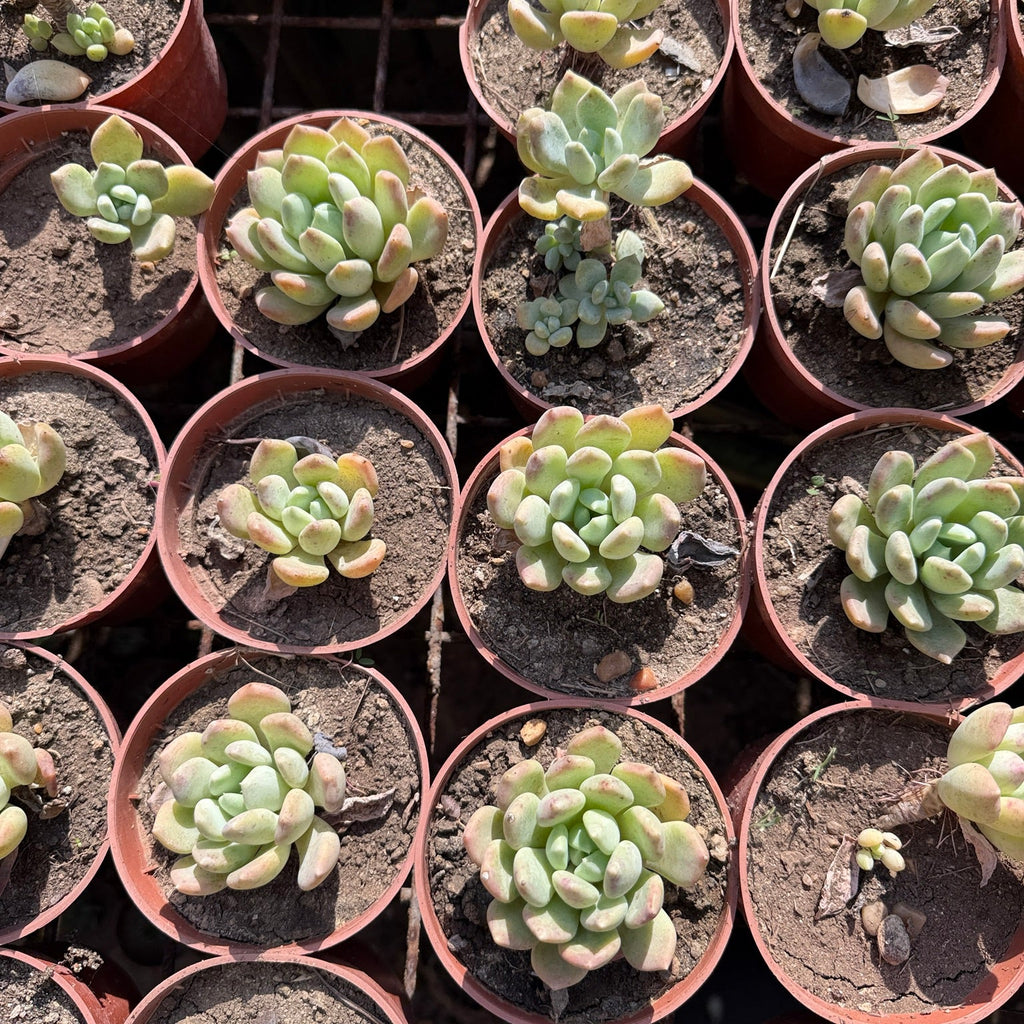 Pachyphytum - Green Mist
