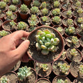 Pachyphytum - Green Mist